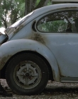 Wild_Things_mp40637.jpg