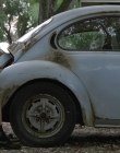 Wild_Things_mp40639.jpg