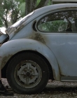 Wild_Things_mp40640.jpg
